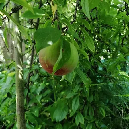 Casa Portugueza Experience アパート *