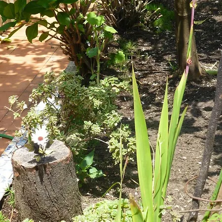 Casa Portugueza Experience