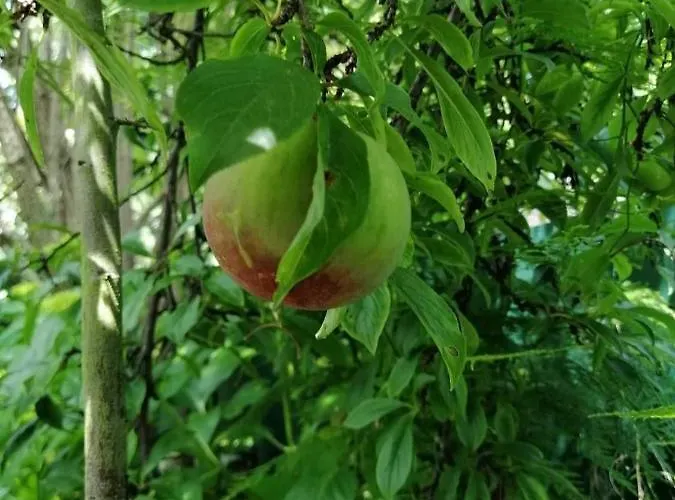 Casa Portugueza Experience Appartamento *